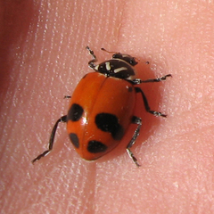 Hippodamia glacialis