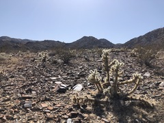 Cylindropuntia chuckwallensis