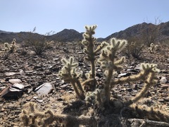 Cylindropuntia chuckwallensis