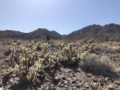 Cylindropuntia chuckwallensis
