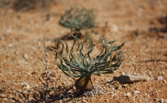 Gethyllis namaquensis