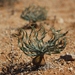 Gethyllis namaquensis - Photo (c) Alan Horstmann,  זכויות יוצרים חלקיות (CC BY-NC)