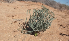 Gethyllis namaquensis