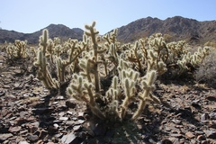 Cylindropuntia chuckwallensis