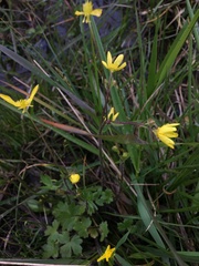 Ranunculus occidentalis occidentalis