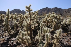 Cylindropuntia chuckwallensis