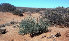 Gethyllis namaquensis