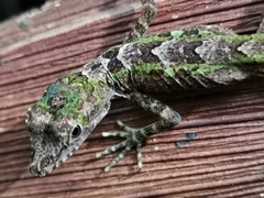 Anolis christophei