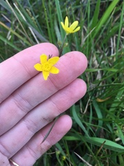Ranunculus occidentalis occidentalis