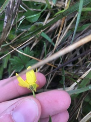 Ranunculus occidentalis occidentalis