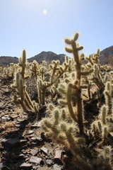 Cylindropuntia chuckwallensis