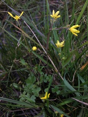 Ranunculus occidentalis occidentalis