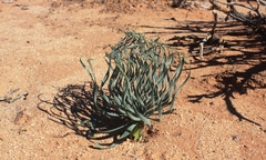 Gethyllis namaquensis