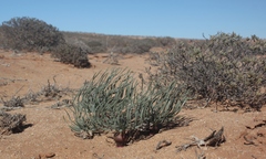 Gethyllis namaquensis