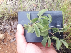 Adenia glauca