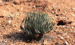 Gethyllis namaquensis