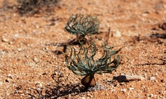 Gethyllis namaquensis