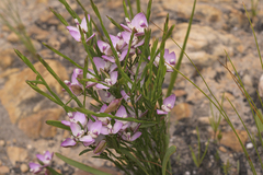 Polygala langebergensis