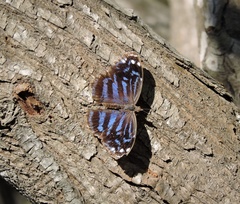 Myscelia ethusa ethusa