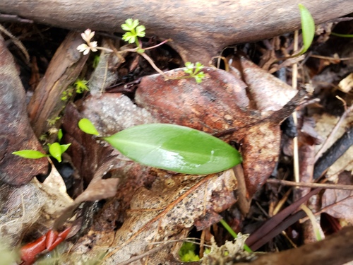 Checker Lily seedling