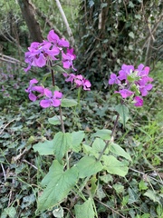Lunaria annua