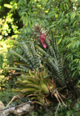 Aechmea zebrina