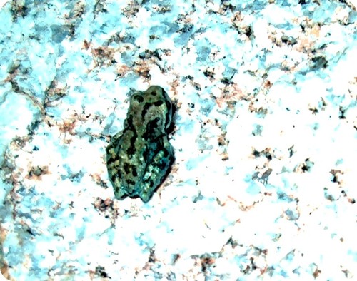 iNaturalist observation photo of Pacific chorus frog