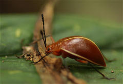 Ellipticus dorbignyi