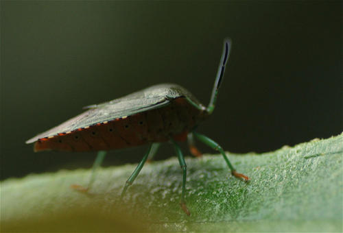 Paula's Giant Shield Bug