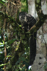 Pithecia milleri