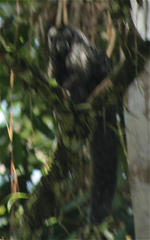 Pithecia milleri