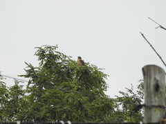 Rupornis magnirostris
