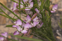 Polygala langebergensis