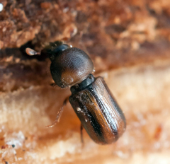 Trypodendron lineatum