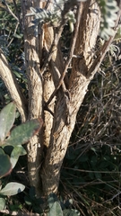 Anthyllis barba-jovis