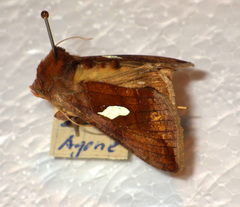 Autographa bractea