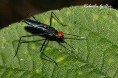 Scipopus