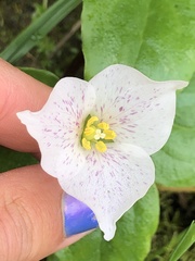 Pseudotrillium rivale