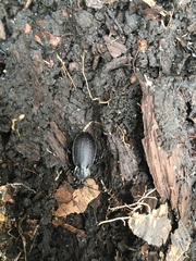 Carabus vinctus