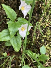 Pseudotrillium rivale