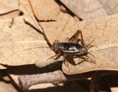 Neonemobius mormonius