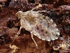 Aradus versicolor