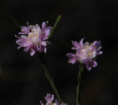Lachnaea