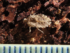 Aradus versicolor