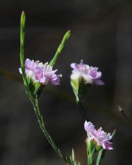 Lachnaea