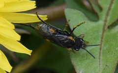 Sciapteryx costalis soror