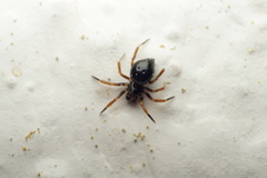 Euryopis episinoides