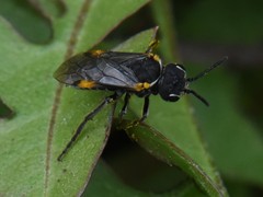Sciapteryx costalis soror