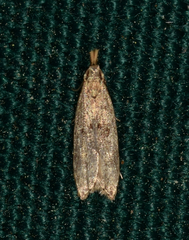 Dichomeris punctipennella