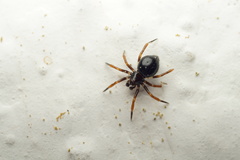 Euryopis episinoides